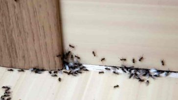 10 Effective Ways to Free Yourself from Ants