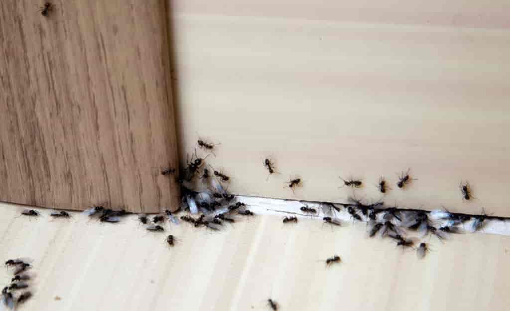 10 Effective Ways to Free Yourself from Ants