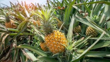 Enzyme Rich Foods You Need to Eat Every Day