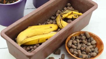 Banana peels are good for gardens